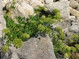 Crithmum maritimum. Цветущие растения среди камней. Крым, берег у западного подножья горы Опук. 22.08.2008.