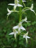 Platanthera bifolia