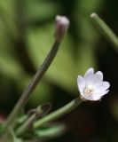 Epilobium cylindricum. Цветок. Узбекистан, Ташкентская обл., зап. отроги Чаткальского хр., ур. Чимган, ущ. Катта-Коксай. 16.07.2011.