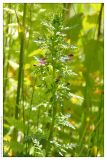 Pedicularis palustris