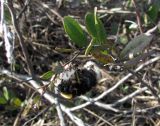 Chamaedaphne calyculata