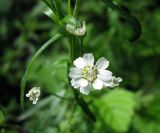 Achillea ptarmica. Соцветие. Ленинградская обл., Всеволожский р-н, окр. пос. Токсово. 20 июля 2012 г.