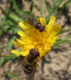 Scorzoneroides autumnalis. Соцветие с кормящимися мухами-журчалками; позднее цветение. Окр. Архангельска, рудеральное местообитание. 05.10.2010.