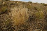 Stipa caucasica