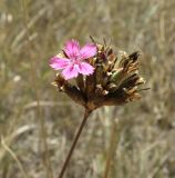 род Dianthus