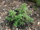 Amaranthus albus