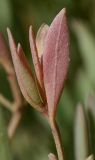 Halimione portulacoides