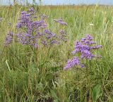 Limonium gmelinii