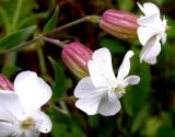 Melandrium latifolium