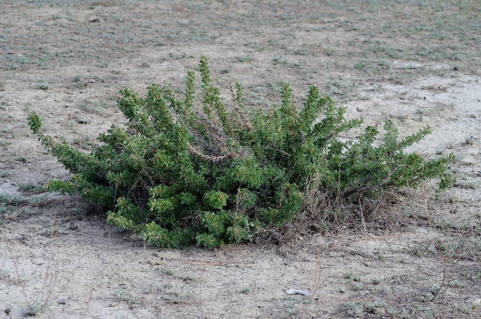 Изображение особи Caragana pleiophylla.