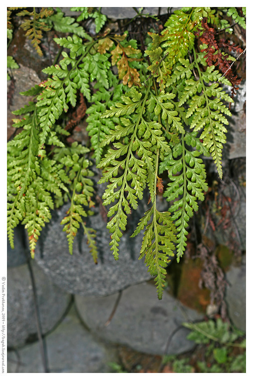 Изображение особи Asplenium adiantum-nigrum.