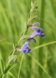 Scutellaria galericulata