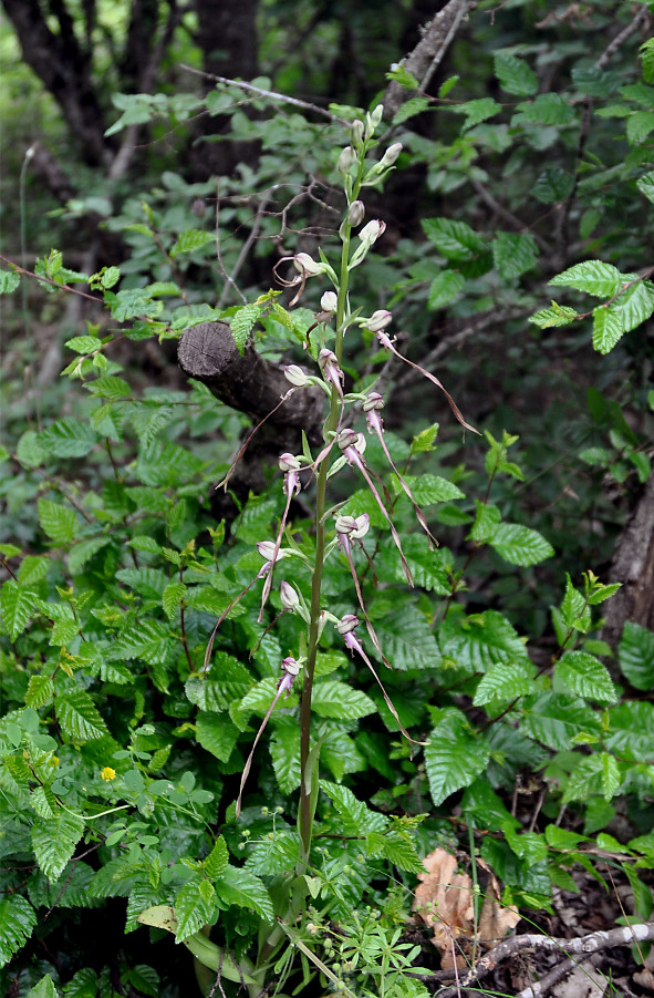 Изображение особи Himantoglossum caprinum.