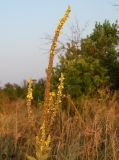 Verbascum phlomoides