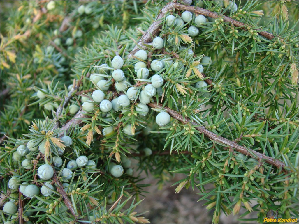 Изображение особи Juniperus communis.