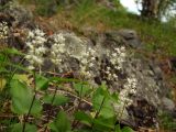 Maianthemum bifolium