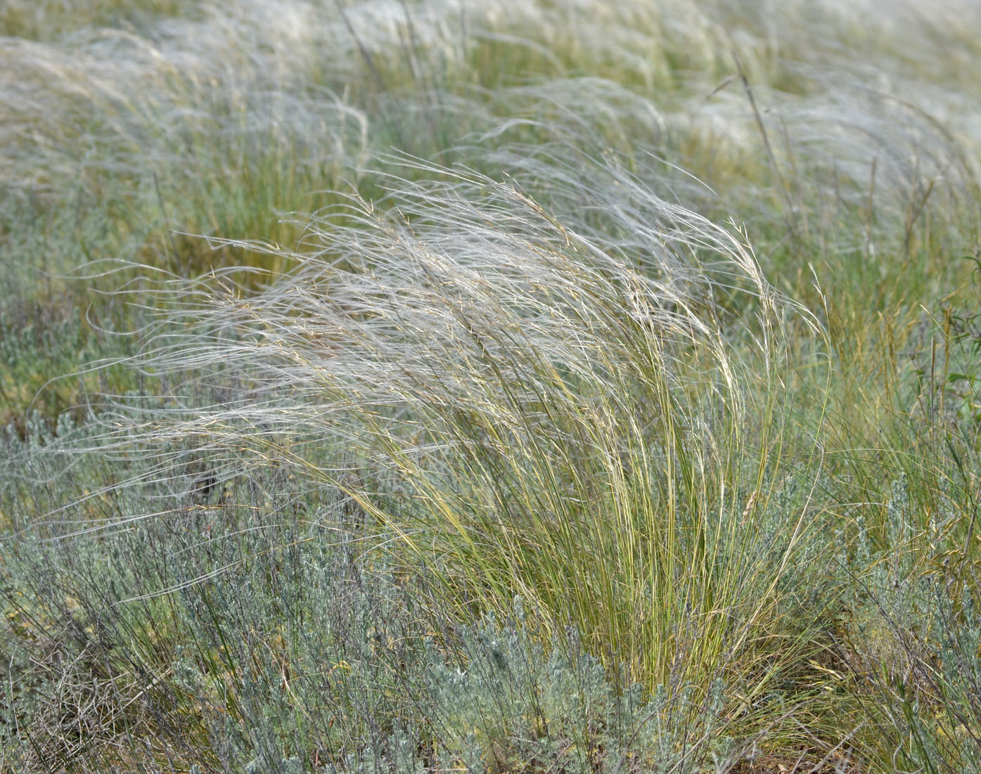 Изображение особи род Stipa.