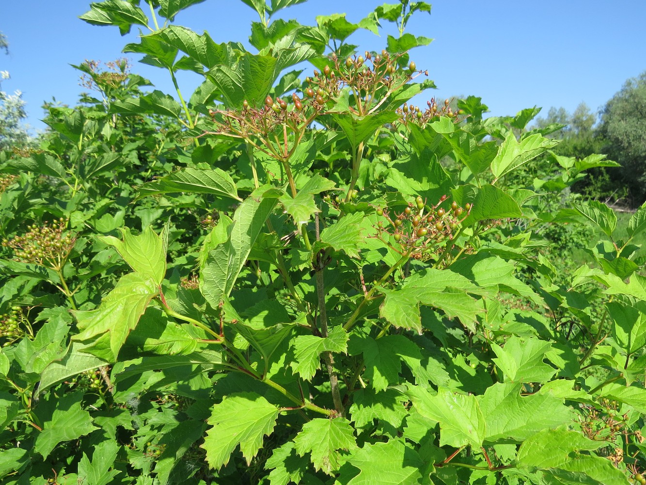 Изображение особи Viburnum opulus.