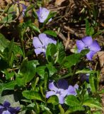 Vinca minor