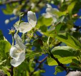 Malus baccata. Побег с цветками. Восточный Казахстан, Глубоковский р-н, окр. с. Бобровка, луг. 19.05.2017.