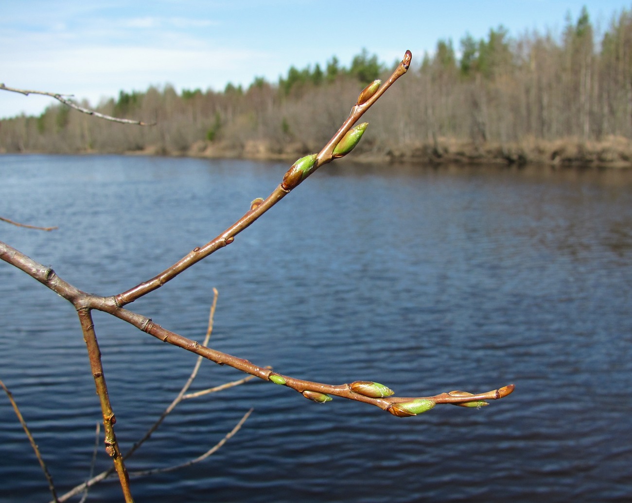 Изображение особи Salix pentandra.