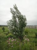 Populus alba. Молодое деревце. Иркутская обл., Иркутский р-н, дер. Позднякова, в культуре. 09.08.2017.