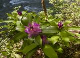 Rhododendron ponticum