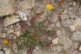 Crepis neglecta subspecies graeca