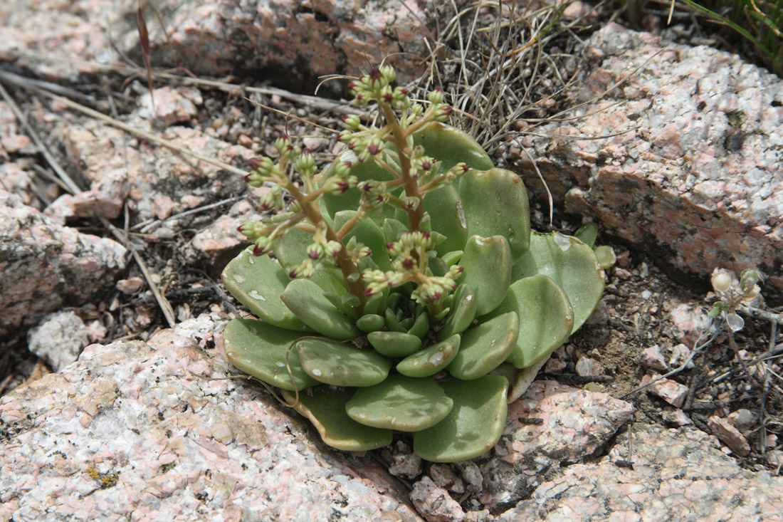 Image of Rosularia glabra specimen.