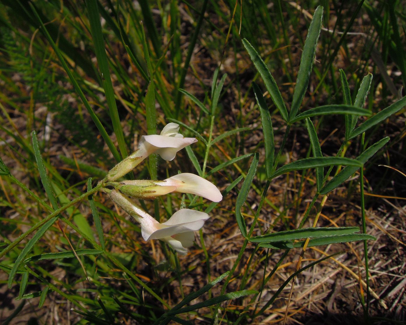 Изображение особи Astragalus palibinii.