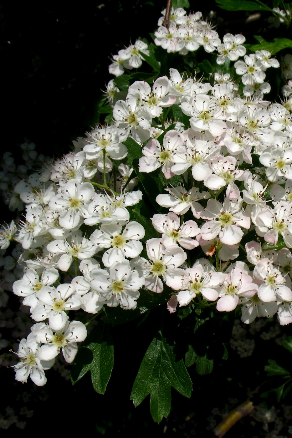 Изображение особи Crataegus monogyna.