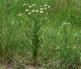 Tripleurospermum inodorum