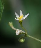 genus Solanum