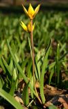 Tulipa biebersteiniana