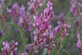 Oxytropis myriophylla