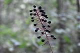 Actaea asiatica