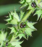 Stachys palustris