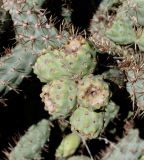 Cylindropuntia cholla. Соплодие. Израиль, Шарон, г. Тель-Авив, ботанический сад \"Сад кактусов\". 02.02.2022.