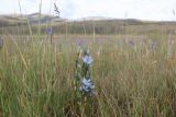 Lomatogonium rotatum. Цветущее растение среди Gentianopsis barbata. Республика Алтай, Кош-Агачский р-н, плоскогорье Укок, окр. оз. Гусиное, 2217 м н.у.м., луг. 4 августа 2020 г.