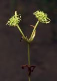 Valerianella turkestanica. Верхушка плодоносящего растения. Узбекистан, Ташкентская обл., Бекабадский р-н, долина р. Сырдарья, Дальверзинское охотхозяйство, разнотравный тугай с редкими насаждениями Populus pruinosa. 21.04.2022.