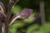 Himantoglossum comperianum. Часть побега с бутоном. Крым, Бахчисарайский р-н, окр. пгт Куйбышево, лес на склоне горы. 26.05.2022.