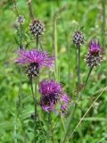 Centaurea scabiosa. Верхушки побегов с распустившимися и не распустившимися соцветиями. Иркутская обл., Слюдянский р-н, окр. пос. Култук, поляна в смешанном лесу. 12.07.2022.