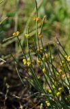 Ephedra distachya