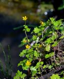 Saxifraga cymbalaria. Побеги с цветками. Армения, обл. Тавуш, Дилижанский национальный парк, берег оз. Парз, ≈ 1300 м н.у.м., у воды. 22.06.2022.