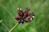 Hemerocallis middendorffii