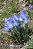 Campanula biebersteiniana. Цветущие растения. Карачаево-Черкесия, Карачаевский р-н, Большой Кавказ, правый борт ущелья Кичкинекол, долина реки Таллычат, западный склон хребта под перевалом Малый Кичкинекол, ≈ 2890 м н.у.м., частично задернованная каменистая россыпь. 22.07.2023.