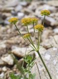 Bupleurum ranunculoides. Верхушка побега с общим соцветием и насекомым. Испания, автономное сообщество Каталония, провинция Жирона, комарка Рипольес, муниципалитет Сеткасес, курорт \"Вальтер 2000\", ≈2200 м н.у.м., нижняя часть склона зап. экспозиции, каменистое русло временного потока. 03.07.2022.