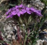 Dianthus pseudarmeria. Соцветие. Ростовская обл., Куйбышевский р-н, окр. с. Лысогорка, на меловом склоне. 28.05.2013.