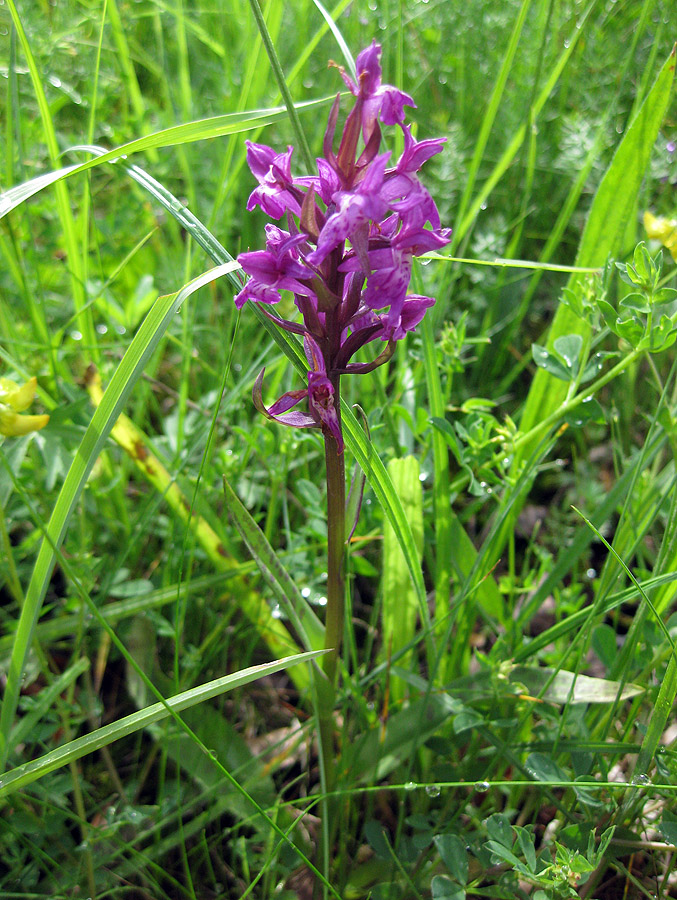 Изображение особи Dactylorhiza majalis.