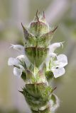 Salvia aethiopis